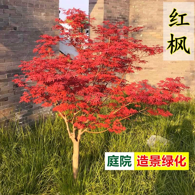 日本红枫树苗红舞姬四季中国红枫三季红枫盆栽黄金枫树苗庭院盆栽