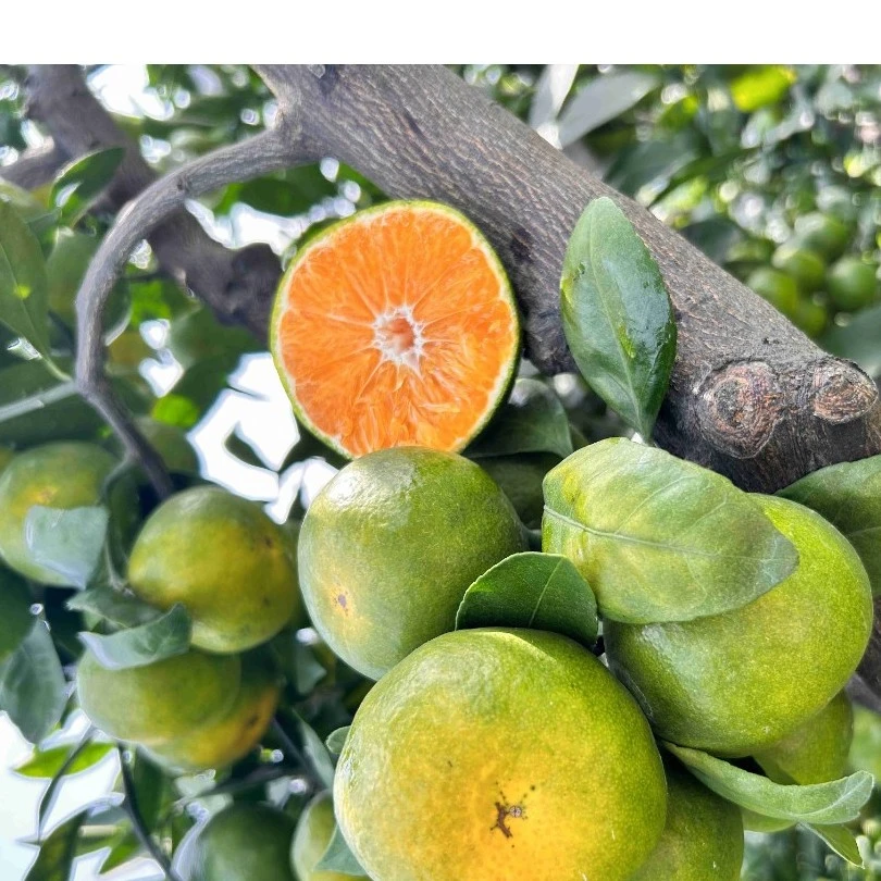 [顺丰包邮] 江西赣南寻乌蜜橘皮薄多汁无籽新鲜应季孕妇水果5斤