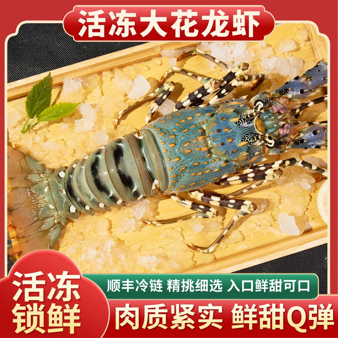 港岛姑娘【老弟专属】海捕花龙 1-1.2斤/只 2只装壳薄肉厚生猛海鲜