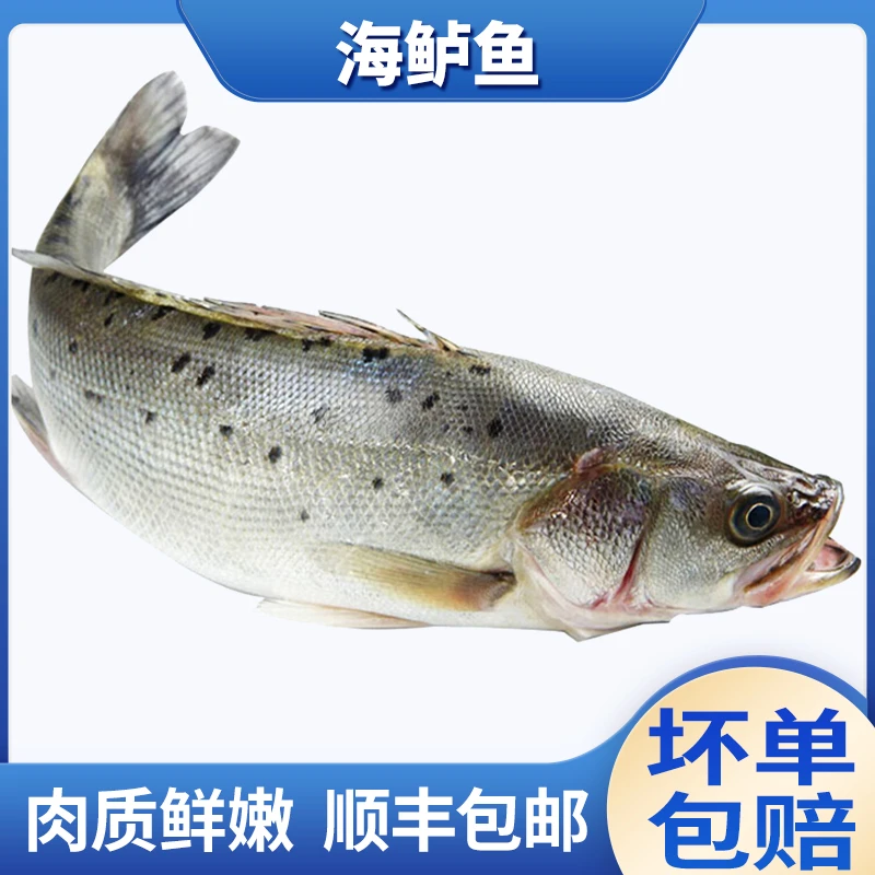 港岛姑娘东山岛海鲈鱼1.2-1.4斤起 深海海鱼 刺少肉嫩 顺丰包邮