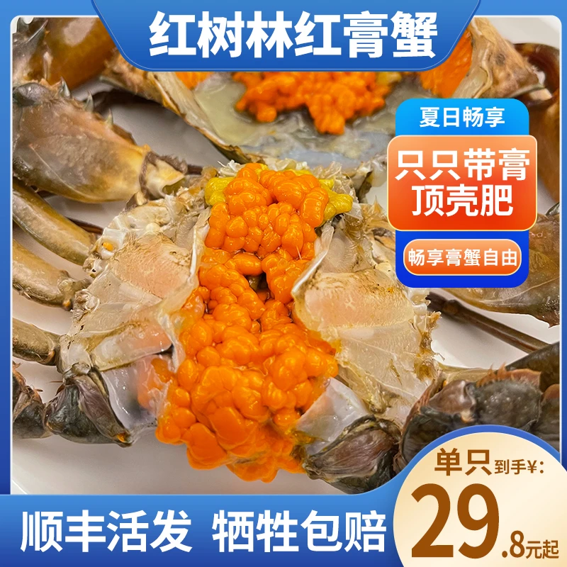 港岛姑娘红膏蟹 带膏带黄顶壳肥 活发到家 顺丰包邮 青蟹2~4两/只