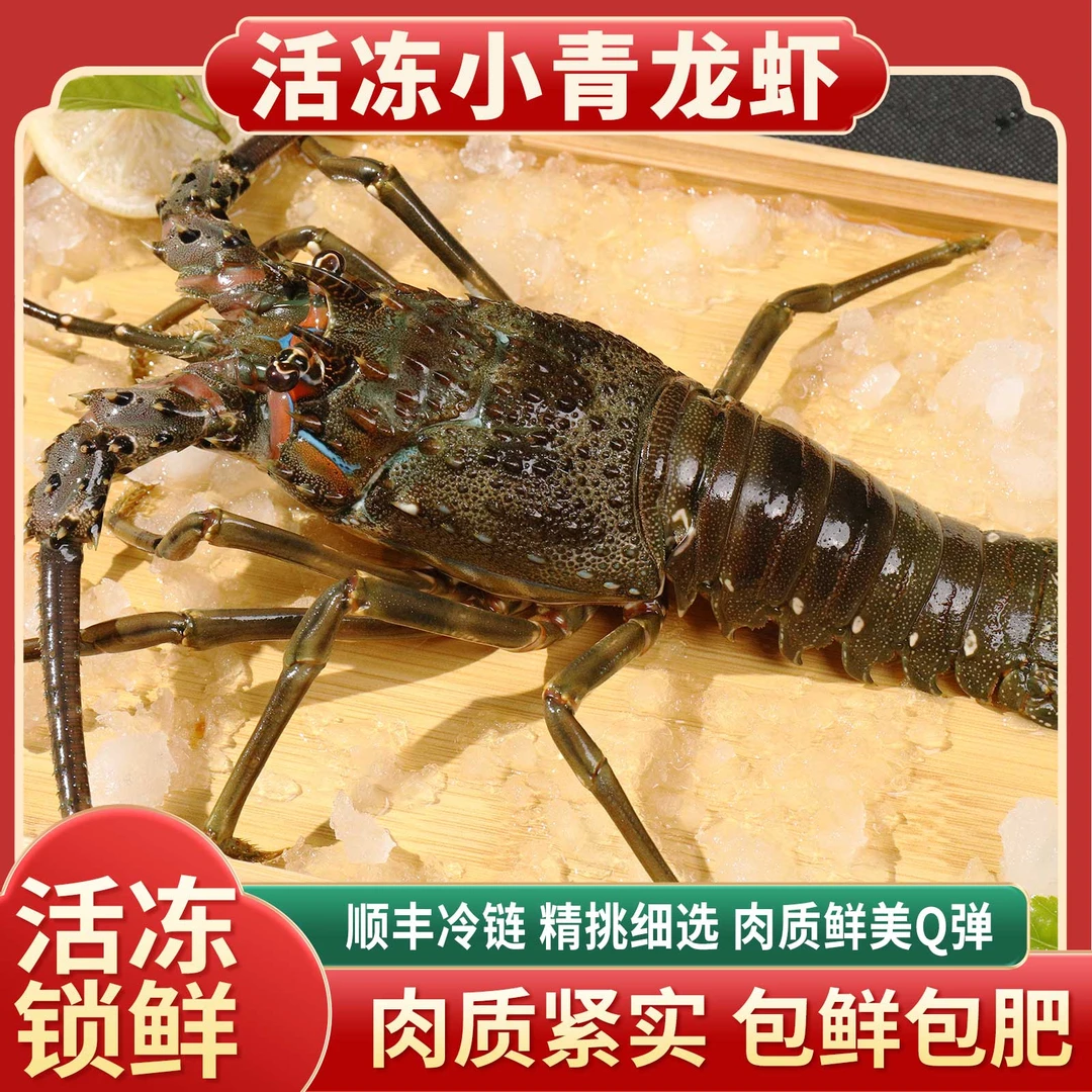 港岛姑娘【老弟专属】小青龙虾4-5两/只 5只装活冻锁鲜生猛海鲜捕捞