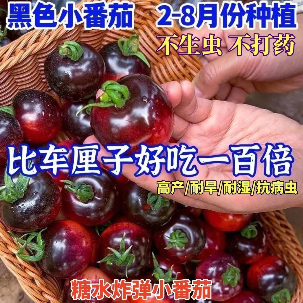 【新店先送2000单】爆款黑宝石番茄种子黑珍珠黑樱桃小番茄春季四