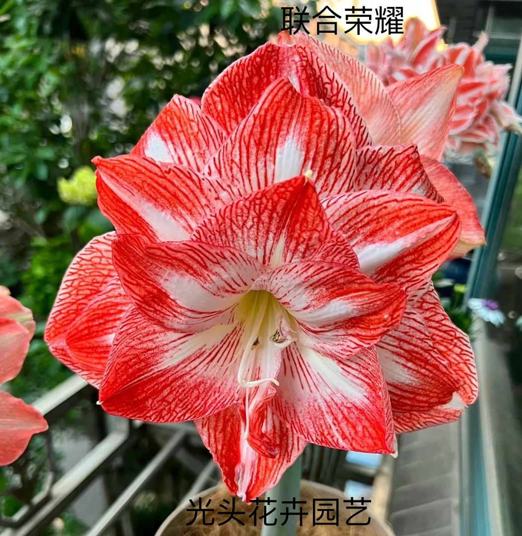 朱顶红国产自然球（联合荣耀）直径4公分 只包对版 不包后期养护