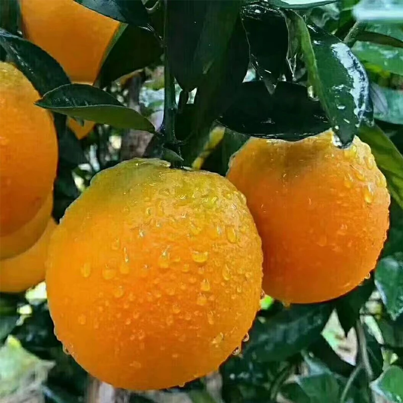 正宗江西赣南脐橙赣州橙子现摘现发10斤20斤孕妇当季整箱新鲜水果