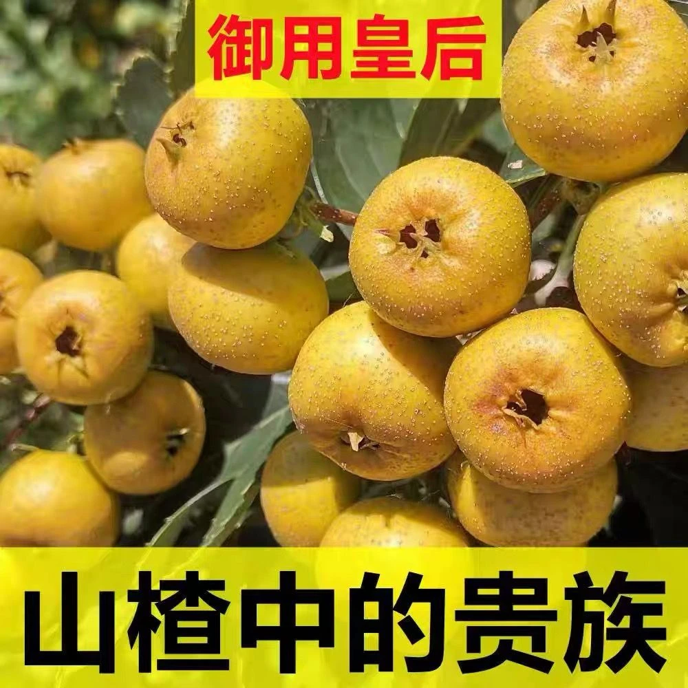 稀有品种 黄山楂黄红子9分甜沂蒙山现货直发甜大于酸