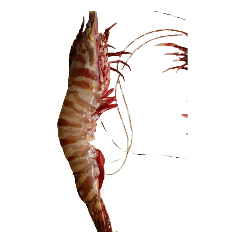 深海野生九节虾竹节虾3斤共14-15只左右优质