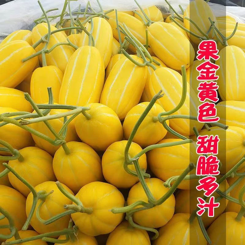 黄金蜜甜瓜种子 黄金蜜水果种籽 早熟甜脆香瓜种子田园易种