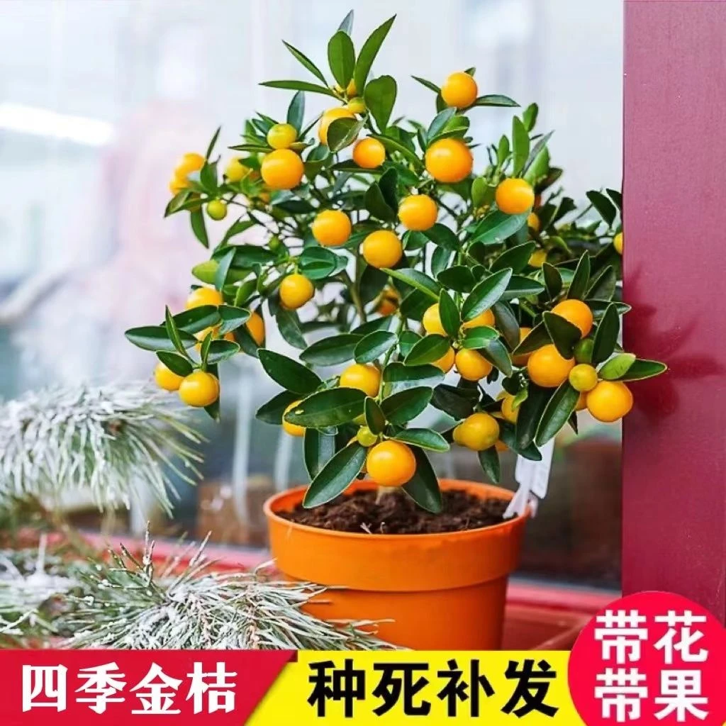 脆皮金桔苗带果发货纯甜蜜糖金桔苗小金桔子树盆栽可食用室内四季