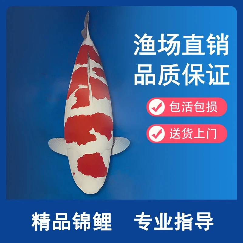 精品全洲锦鲤精品留养锦鲤锦鲤观赏鱼