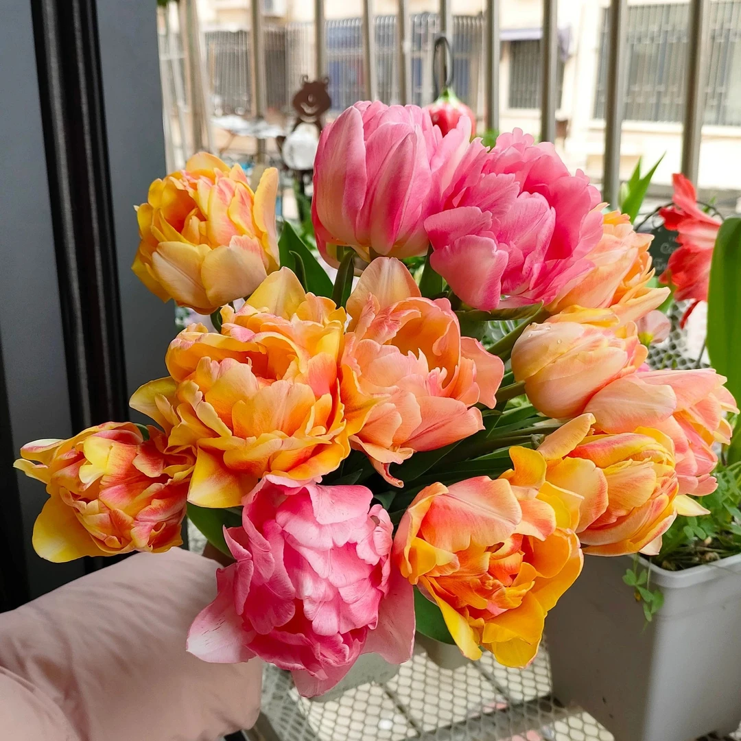 【稀有重瓣品种】自然球郁金香荷兰大种球盆栽地栽阳台南方北方耐寒