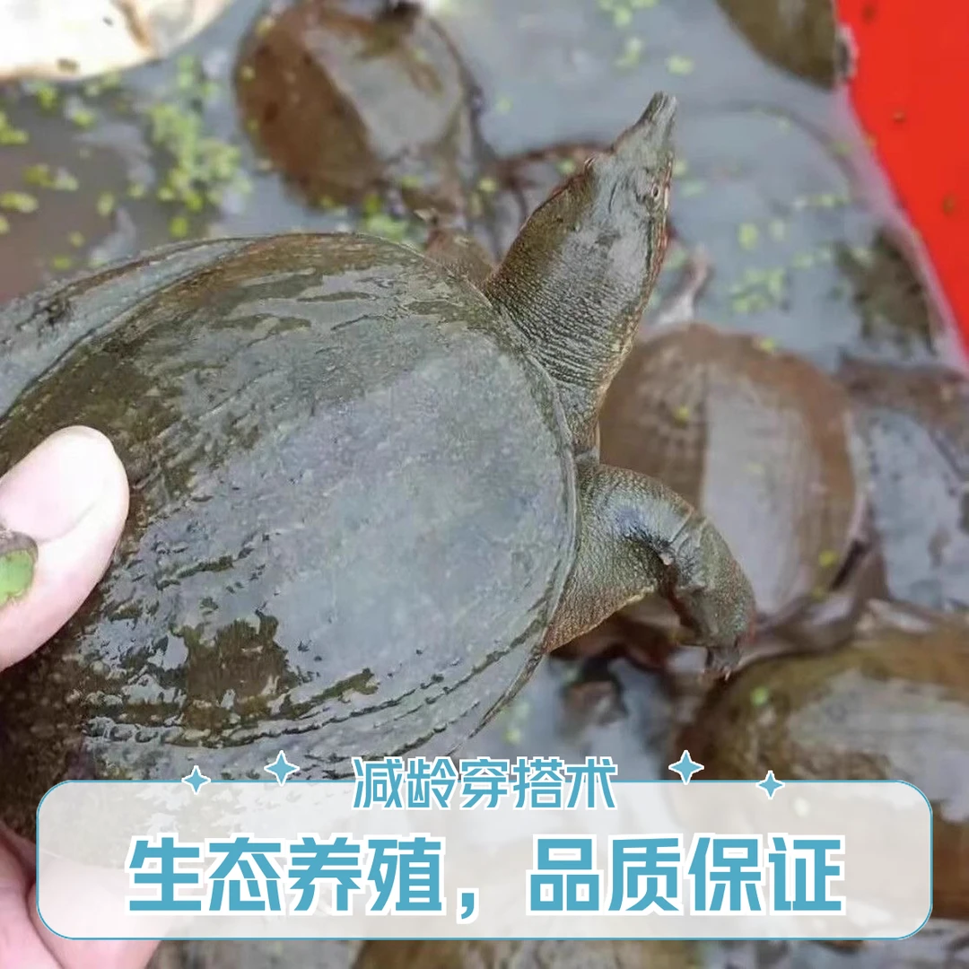 1-3两 大甲鱼苗鲜活包邮外塘养殖中华鳖水鱼团鱼鳖苗淡水鱼苗包活