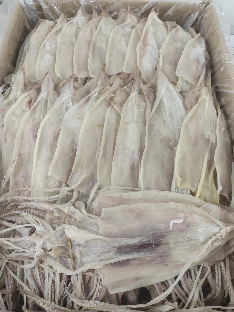 甲子港鱿鱼母 10个左右  香甜