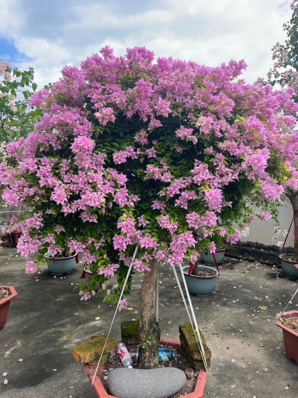 三角梅（精品）勤花品种耐旱爬藤花型绿植原盆原土种植