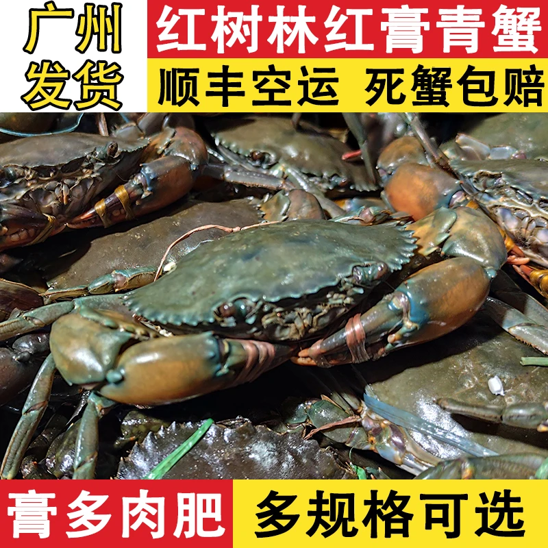 鲜活青蟹净重特大红膏蟹公蟹母蟹红鲟海蟹螃蟹蝤蠓奄仔蟹海鲜水产