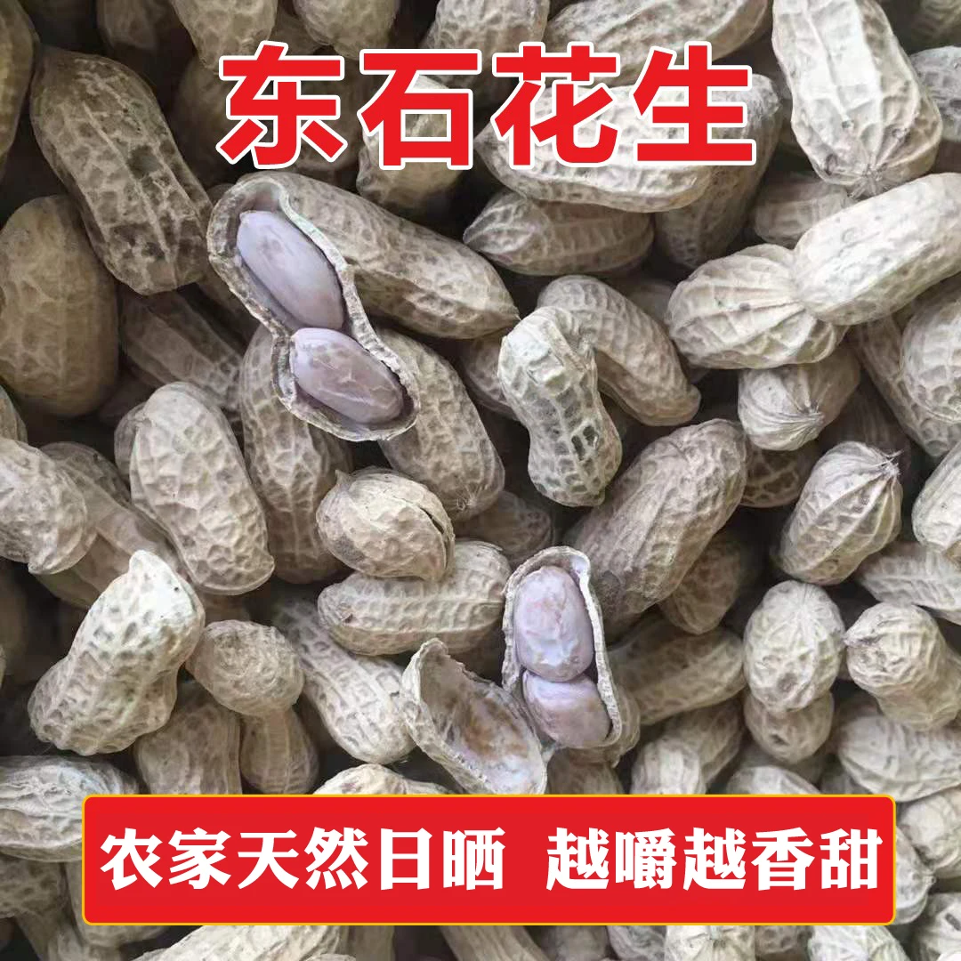 农家东石花生天然晒干梅州特产原味带壳花生坚果精品