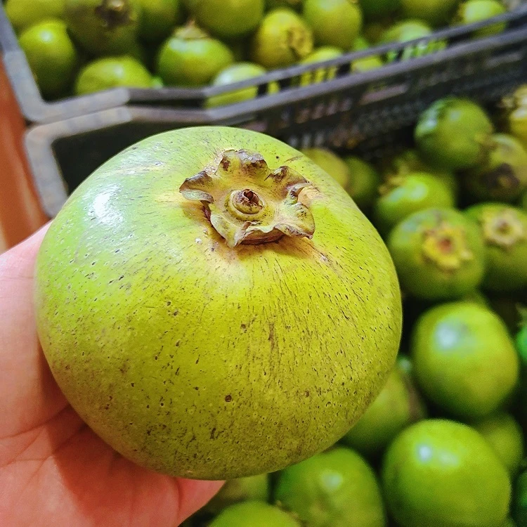 四季品种巧克力布丁黑柿嫁接苗果树庭院种植阳台盆栽水果当年开花