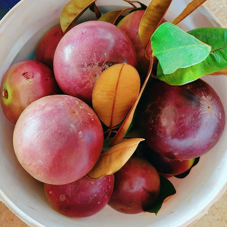 紫龙牛奶果树苗靠接苗牛奶果苗3Q品种大果丰产型