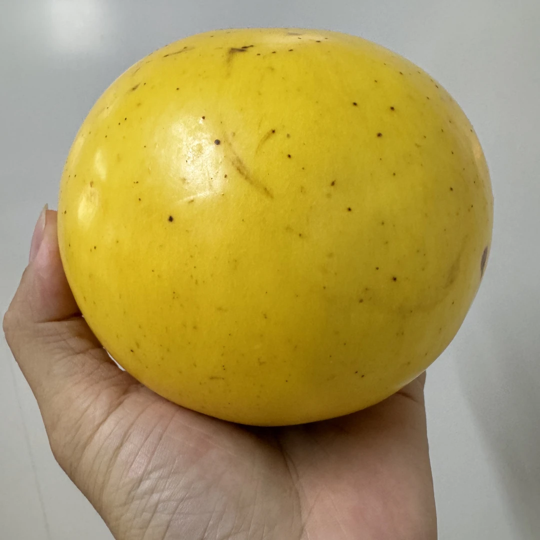 新苗浩克黄晶果大果品种嫁接苗