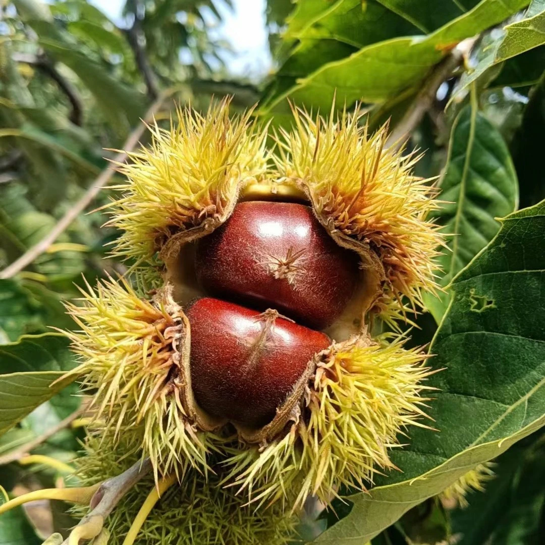 新鲜板栗，当季采摘  易县南城司供销合作社     易水山珍