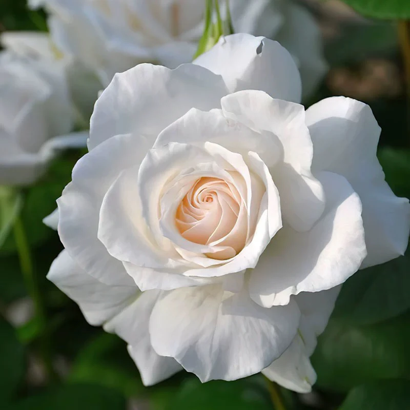 玫瑰半岛 冰峰 大花白色浓香直立丰花抗病月季
