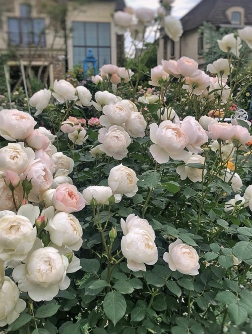 玫瑰半岛 黛丝德蒙娜 包子型丰花耐热抗病灌木月季