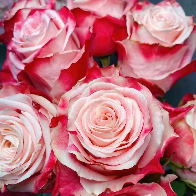 玫瑰半岛 教主/帽子 高杯粉色直立耐热切花月季