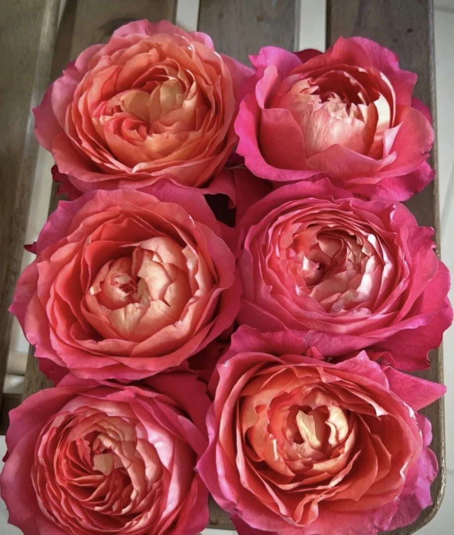 玫瑰半岛 月光美人 多头勤花直立丰花阳台月季