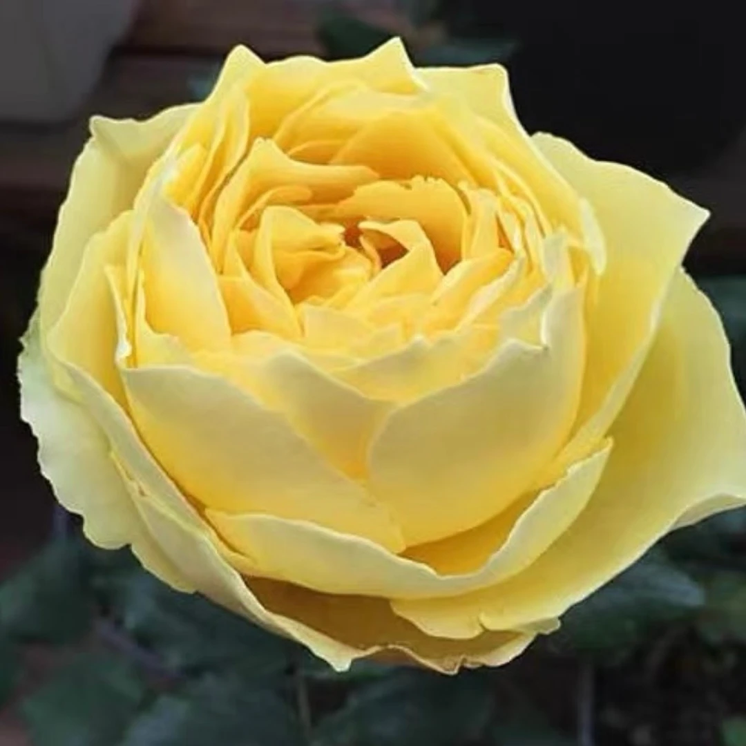 玫瑰半岛 小黄鸡 黄色系大花丰花月季