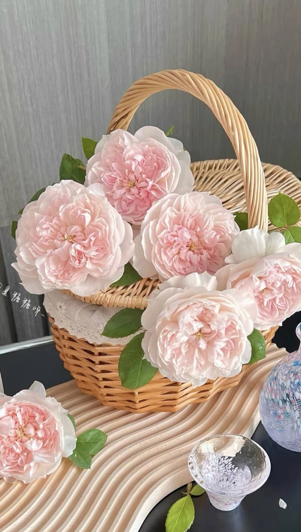 玫瑰半岛 家书 淡粉色大花浓香莲花座灌木月季