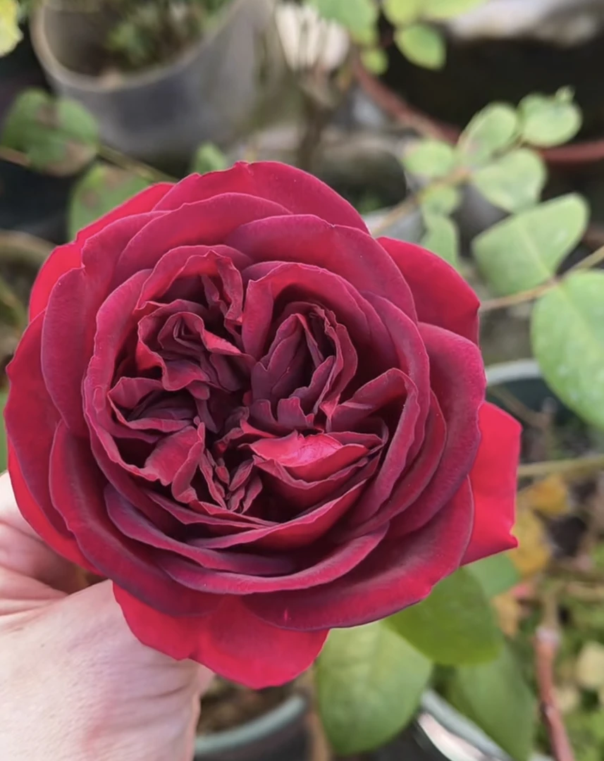 玫瑰半岛 蛇蝎美人 丝绒质感红色系大花耐热灌木月季