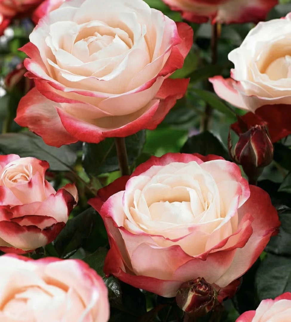 玫瑰半岛 思乡/乡愁 德国丹陶渐变色耐热灌木月季