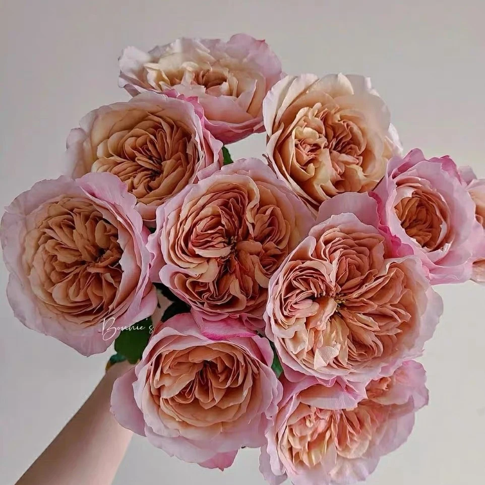 玫瑰半岛 茶雅/茶色雅致 新品复古色大花切花月季