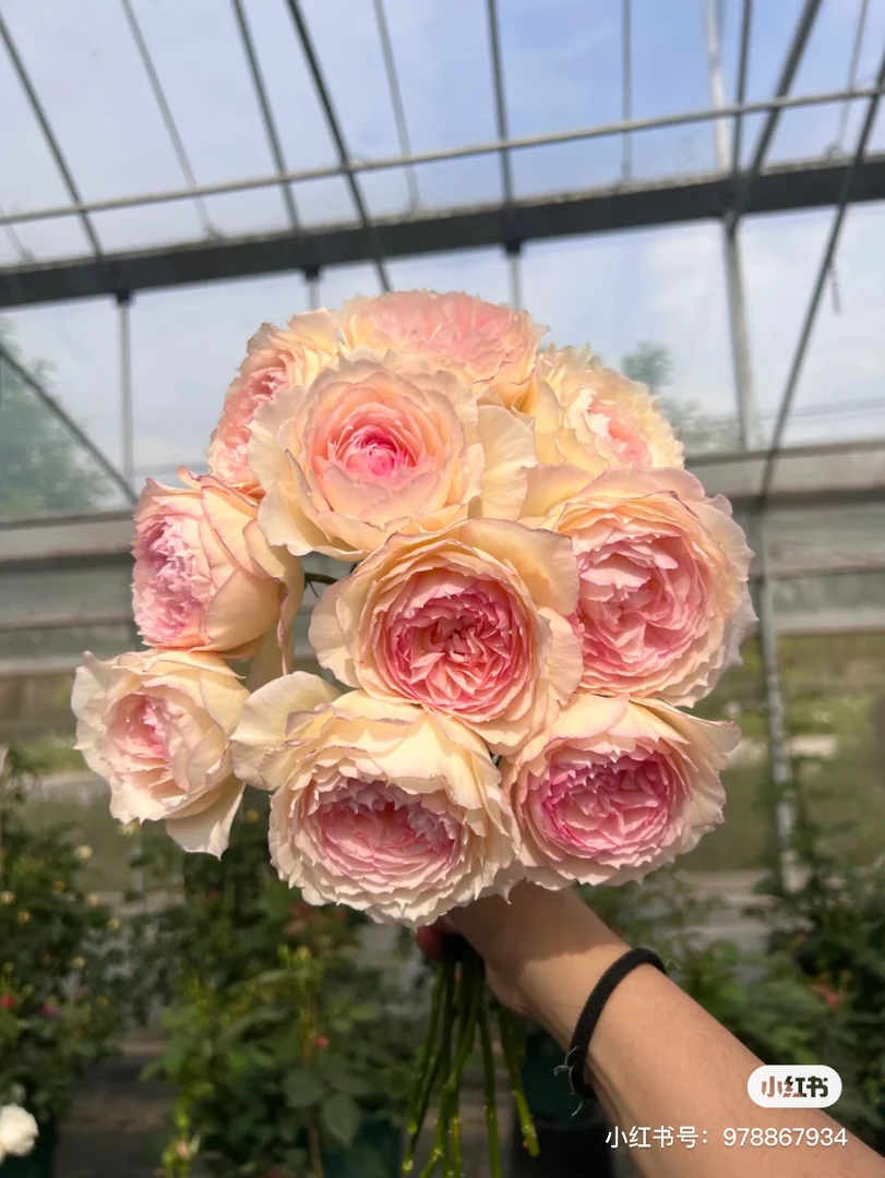 玫瑰半岛 玉碗纱 新品狼家月季多季节大花浓香丰花勤花灌木