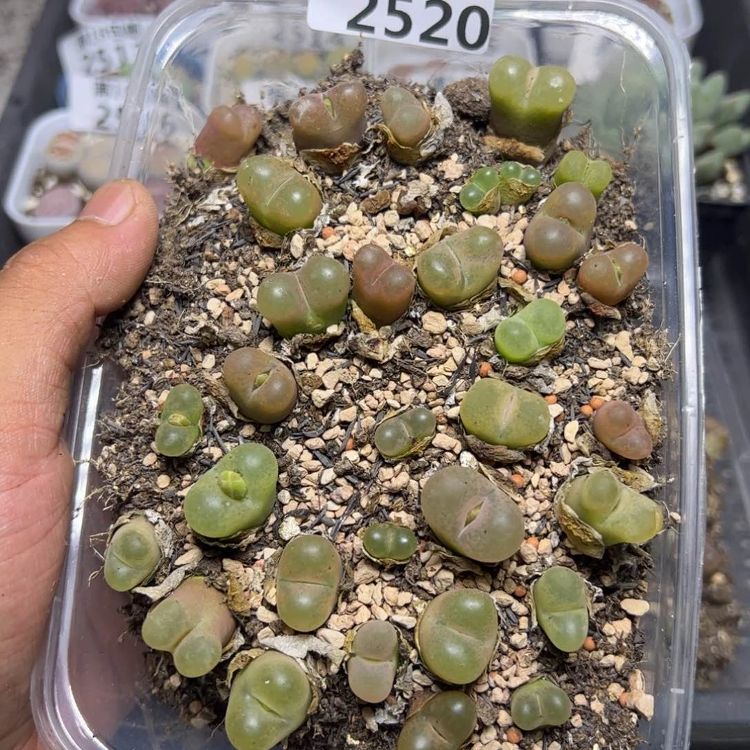 【闪购商品】 2520。