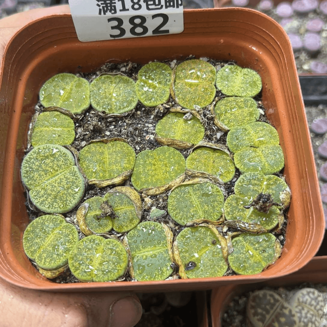 【闪购商品】 382。
