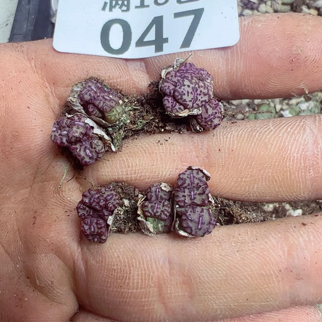 【闪购商品】 047。