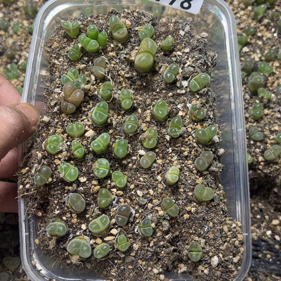 【闪购商品】 778。