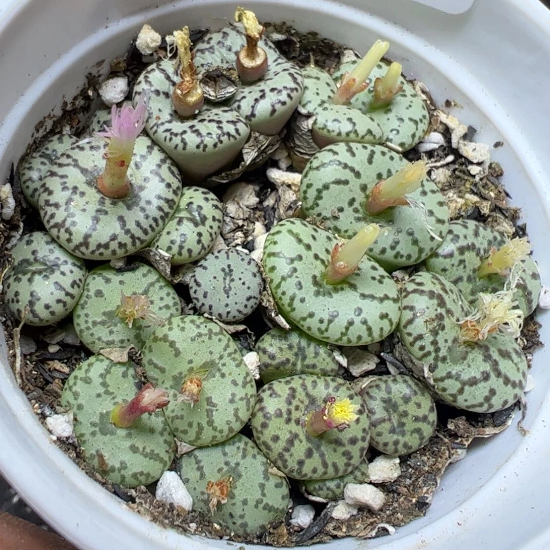 【闪购商品】 402。