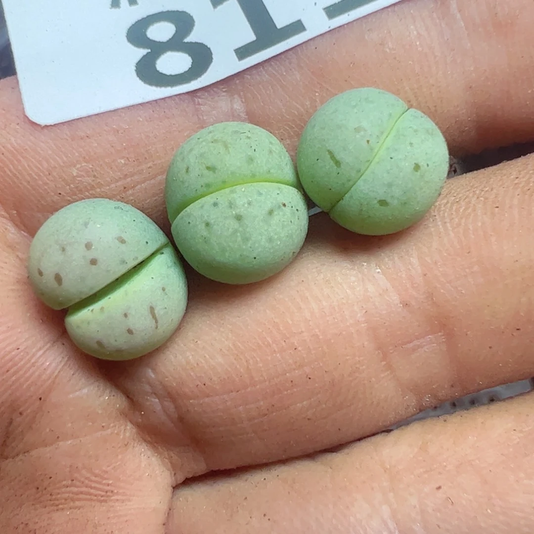 【闪购商品】 811。