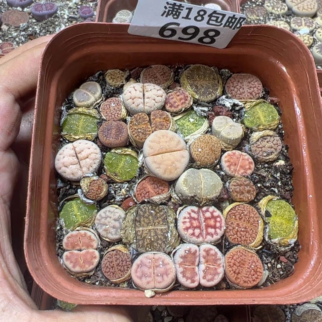 【闪购商品】 698。
