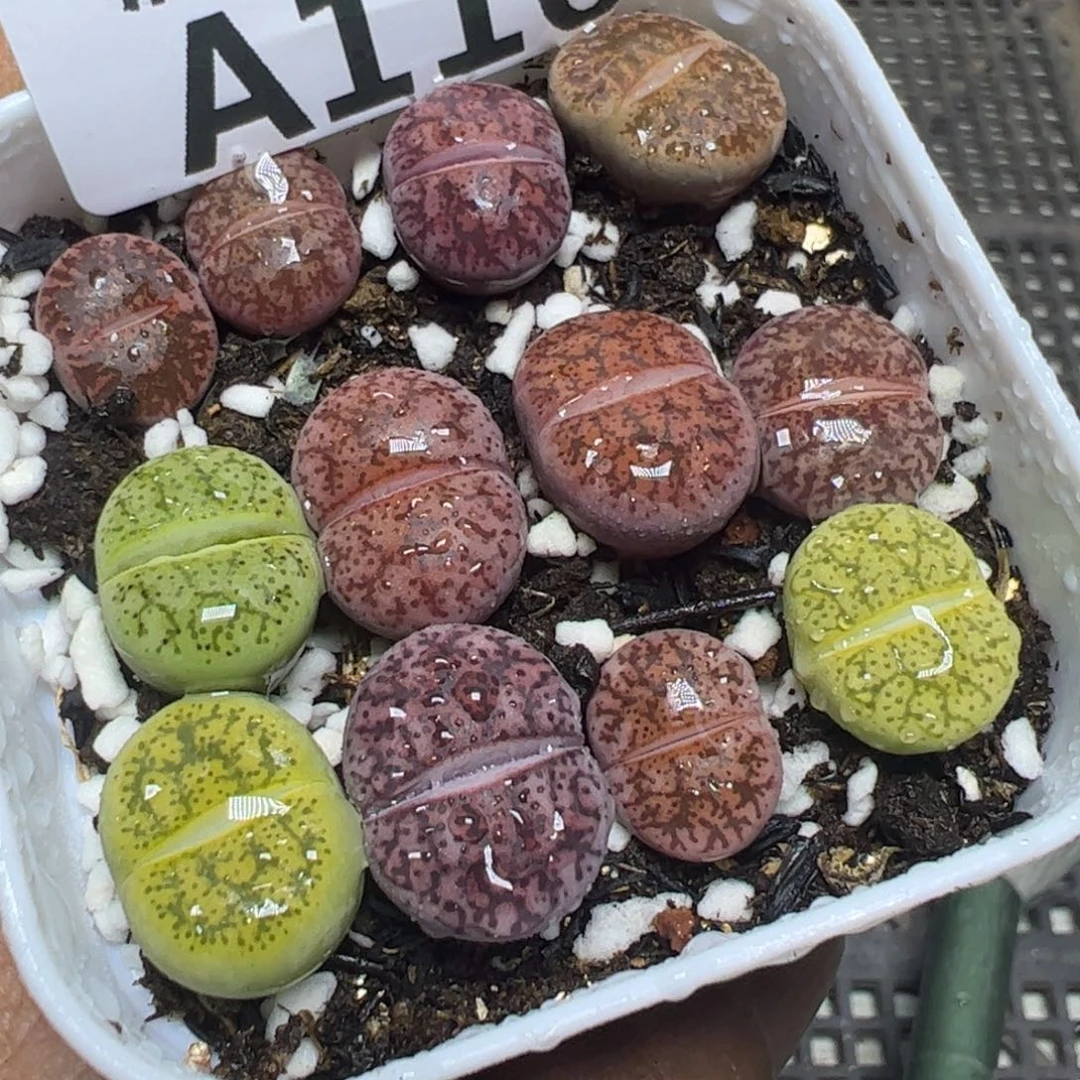 【闪购商品】 116。