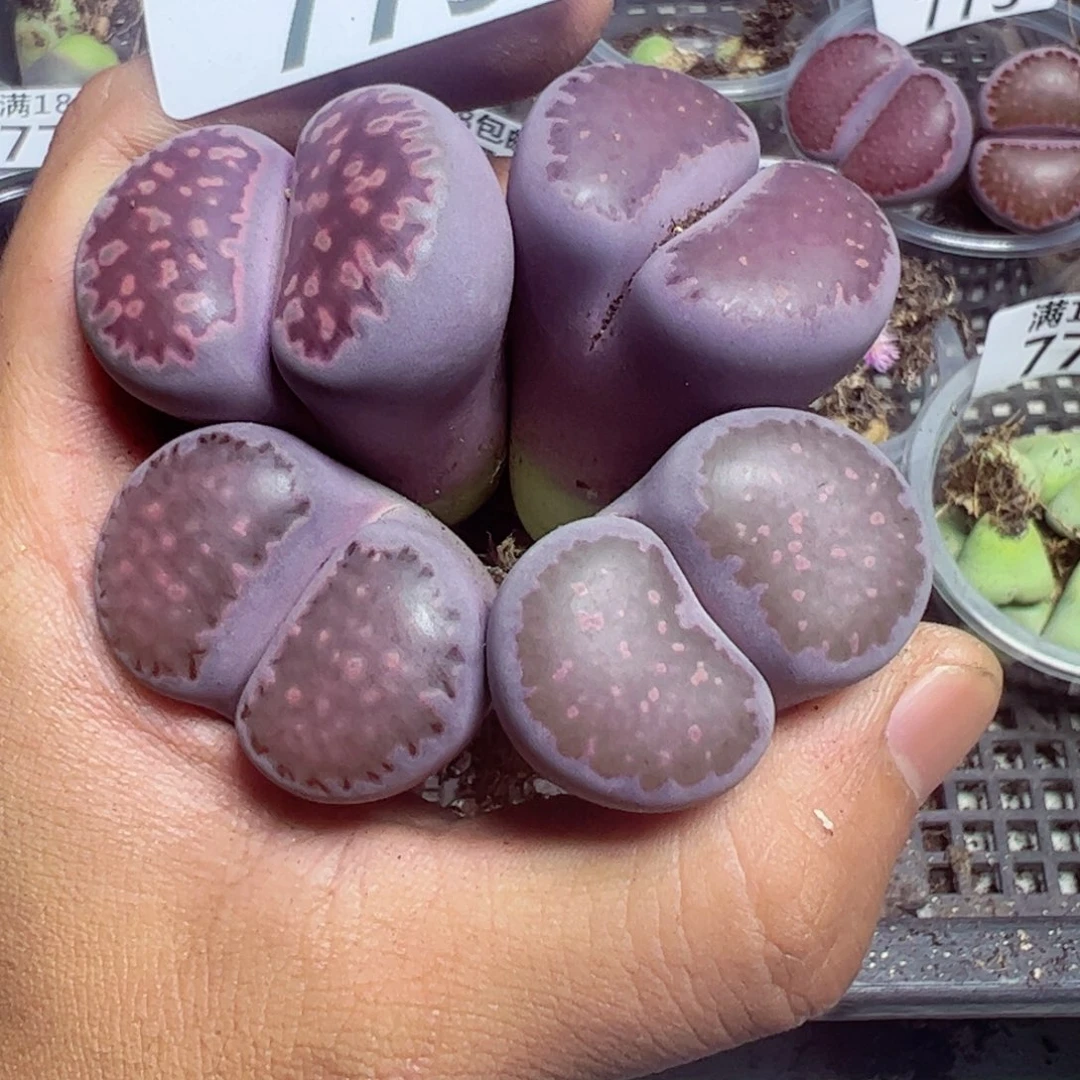 【闪购商品】 779。 长腿。