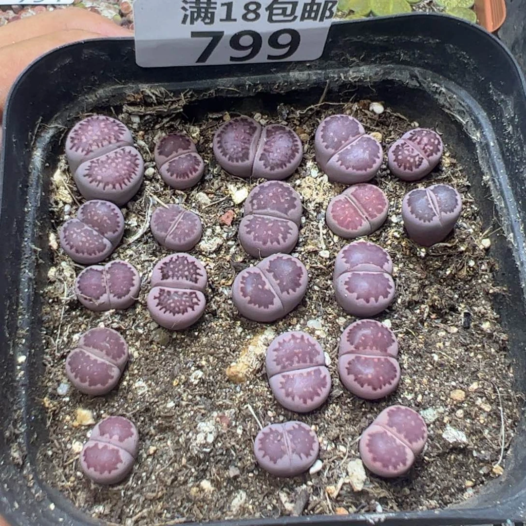 【闪购商品】 799。