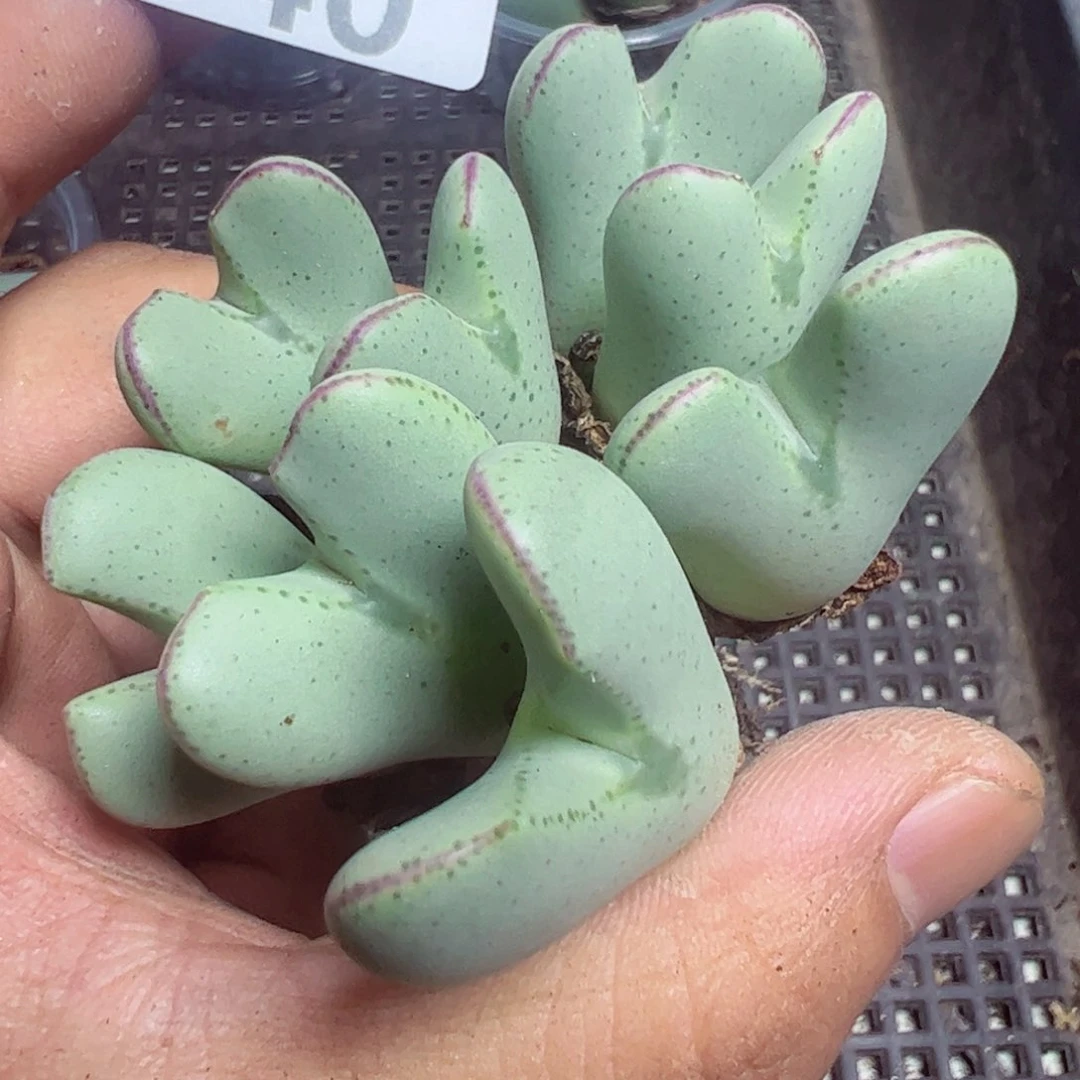 【闪购商品】 640。