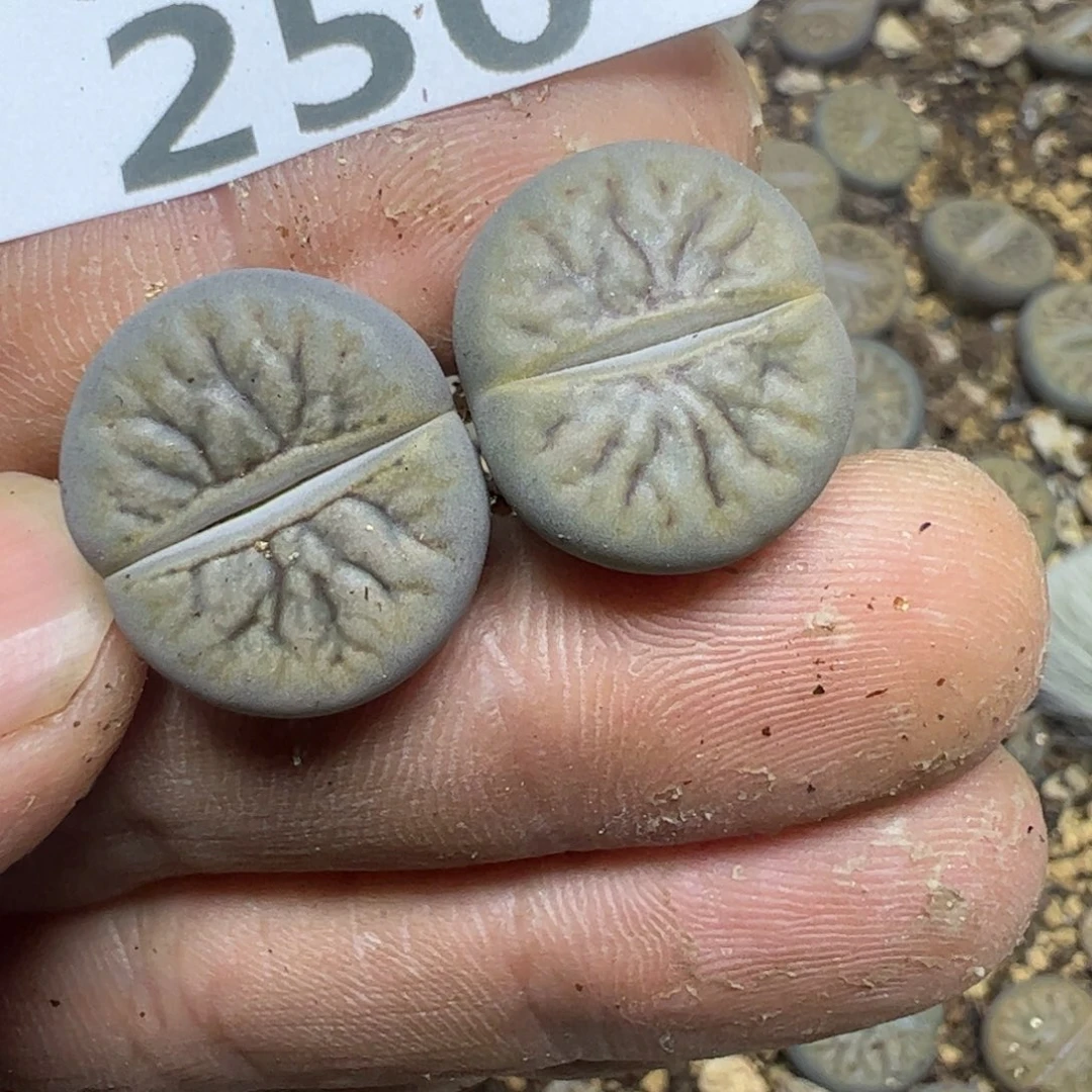 【闪购商品】嘻***嘻 250。