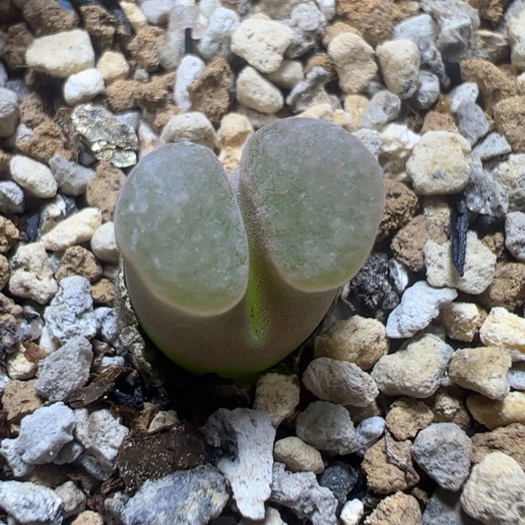 【闪购商品】 558。