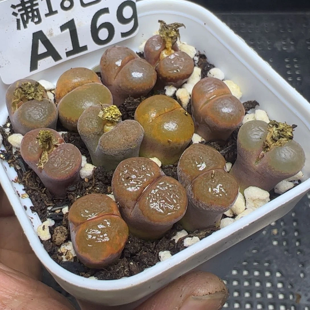 【闪购商品】 169。