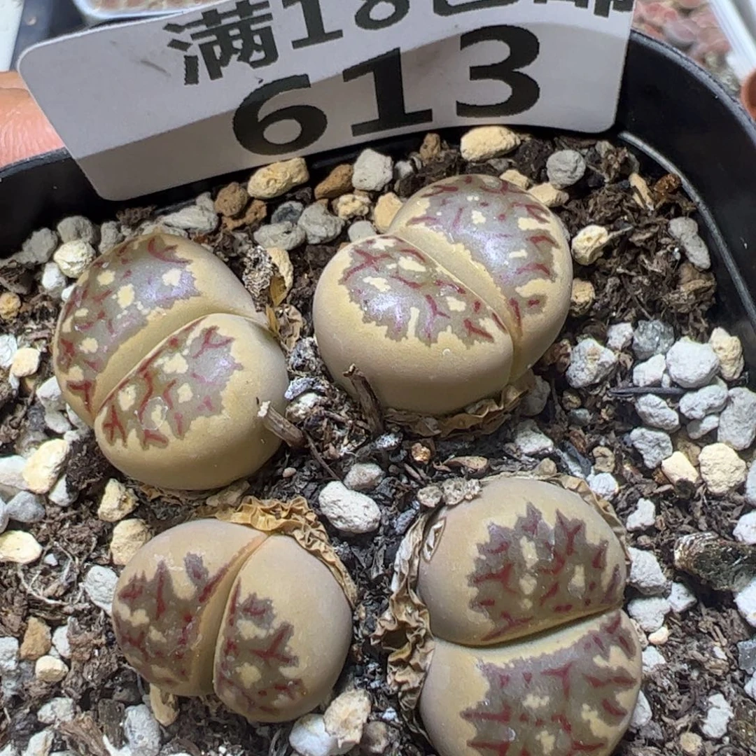 【闪购商品】 613。