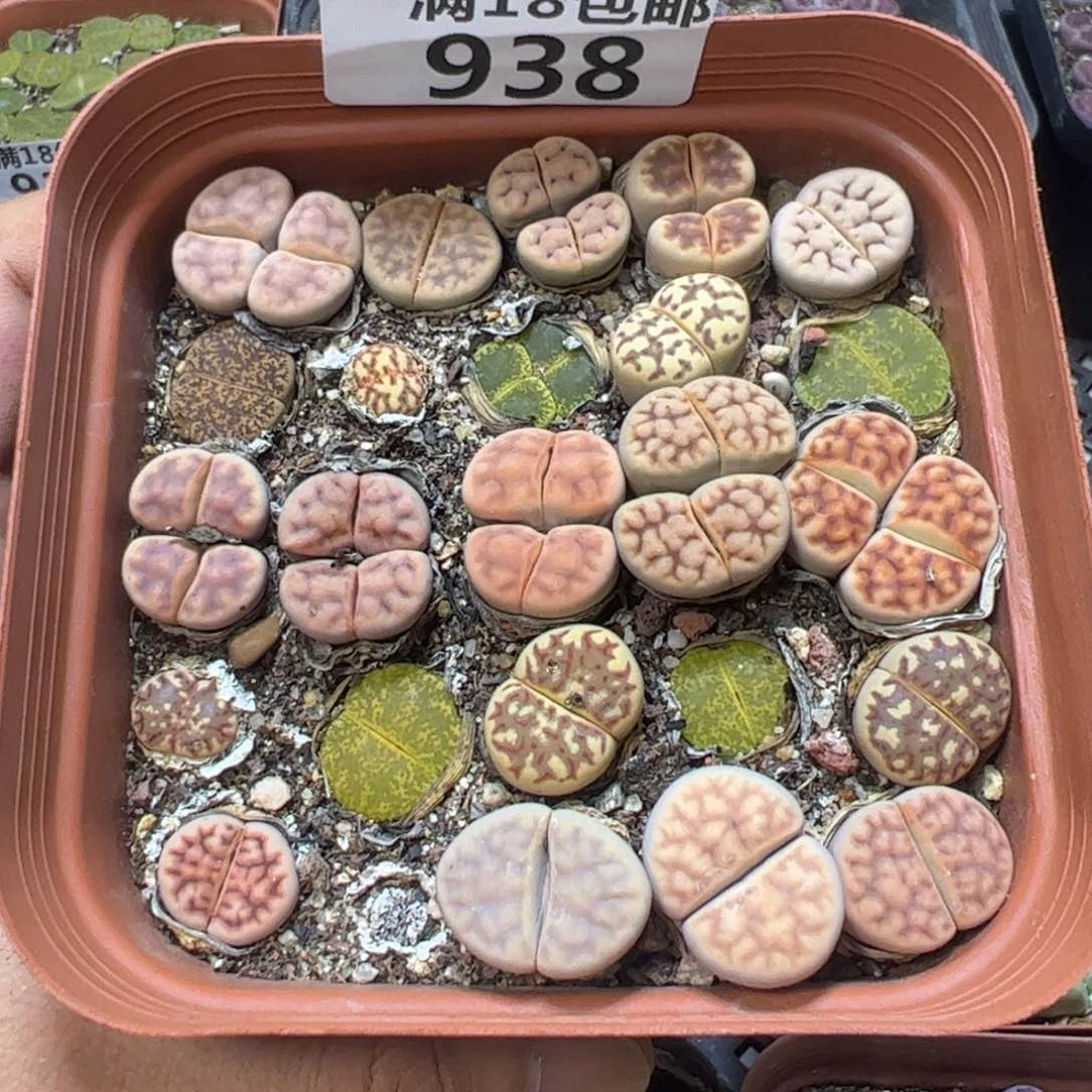 【闪购商品】 938。